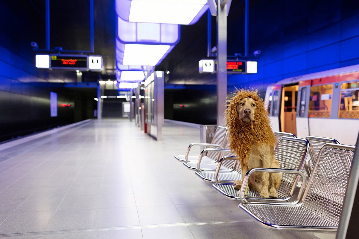 The opportunity cost