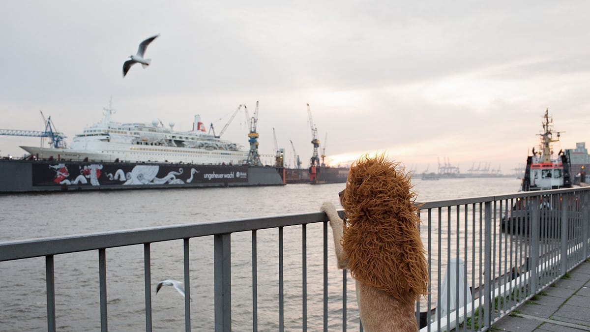 Vliegschaamte (Flight Shame)